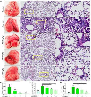 Network pharmacology and experimental verification of the mechanism of licochalcone A against Staphylococcus aureus pneumonia